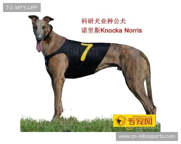 诺里斯三十一圈进站换胎，出站后落位第四